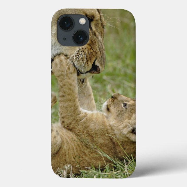 Löwenwürfel, der mit Löwe spielt, Masai Mara Case-Mate iPhone Hülle (Rückseite)