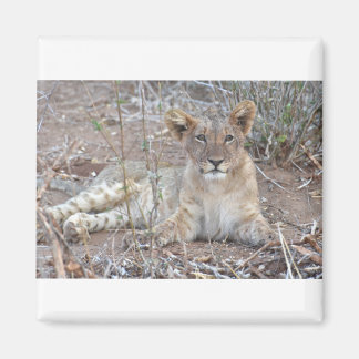 Löwenwürfel mit einem süßen, unschuldigen Blick. Magnet