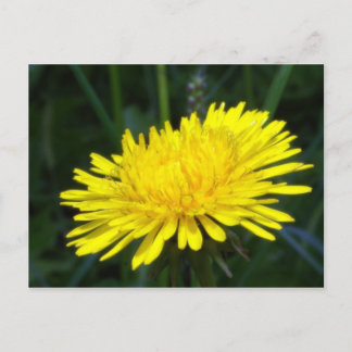 Löwenzahn2 Postkarte