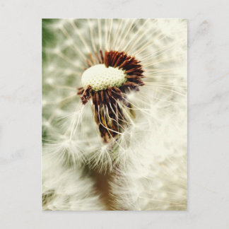 Löwenzahn 2012 postkarte