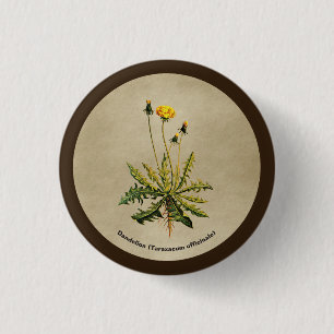 Löwenzahn auf altem Papier Button