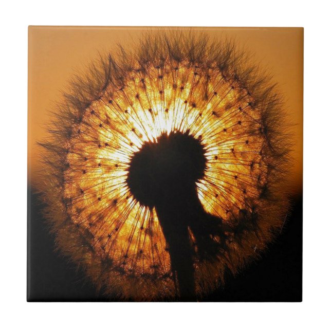 Löwenzahn bei Sonnenuntergang Fliese (Vorderseite)