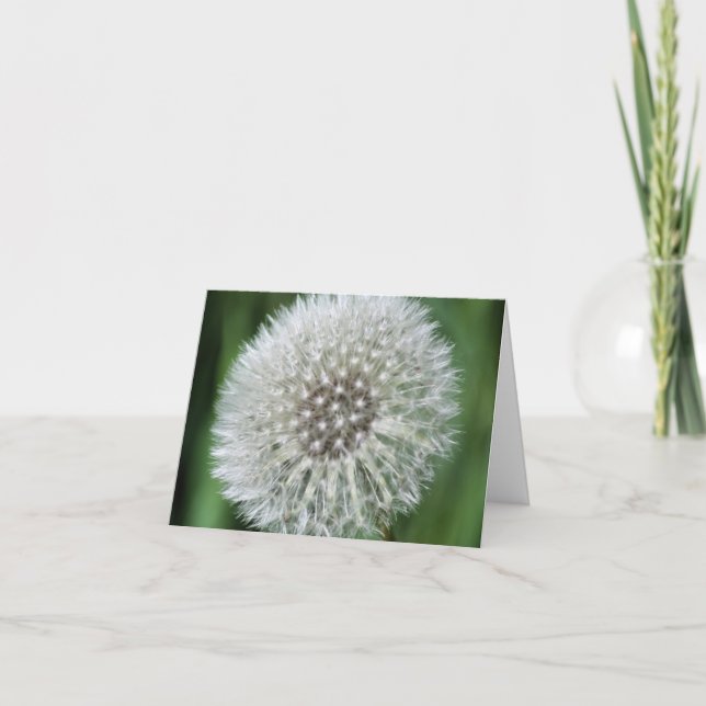 Löwenzahn-Flusen-Blumenfotografie  (Vorderseite)