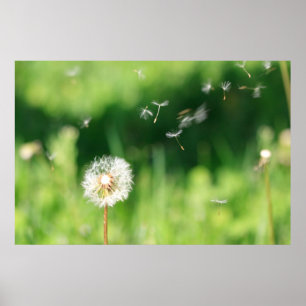 Löwenzahn im Wind Poster