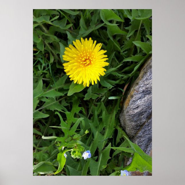 Löwenzahn in der Nähe des Felsens Poster (Vorne)