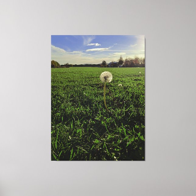 Löwenzahn Leinwanddruck (Vorderseite)