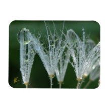 Löwenzahn mit Tau Friedliche Natur Meditation