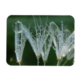 Löwenzahn mit Tau Friedliche Natur Meditation Magnet