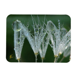 Löwenzahn mit Tau Friedliche Natur Meditation Magnet
