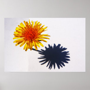 Löwenzahn Poster