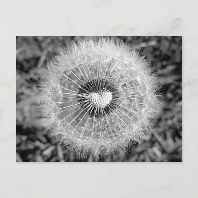 Löwenzahn Postkarte (Vorderseite)