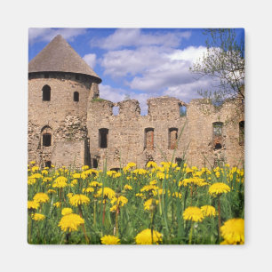 Löwenzahn umgibt Cesis Castle in Zentral Magnet