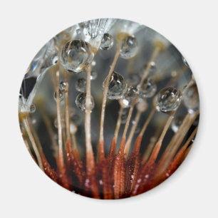 Löwenzahn und Wassertropfen, CA Magnet