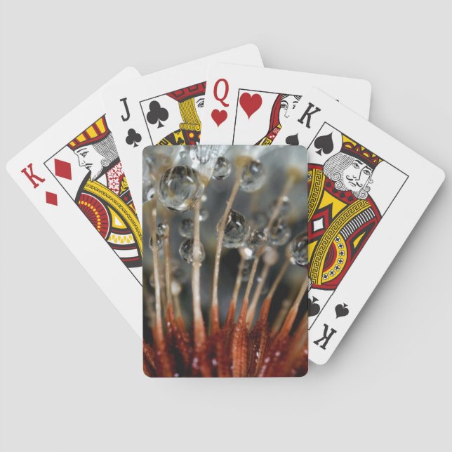Löwenzahn und Wassertropfen, CA Spielkarten (Rückseite)