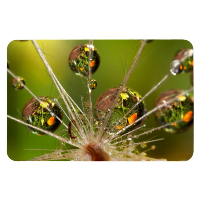 Löwenzahn und Wassertropfen Magnet (Horizontal)