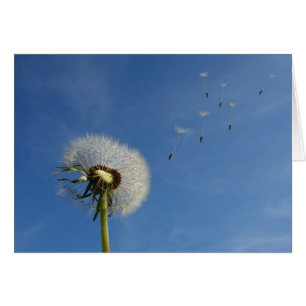 Löwenzahn wünscht Kunst-Druck