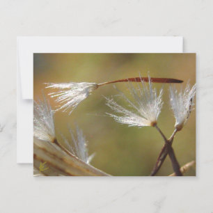 Löwenzahnsamen tragen einen Freund, Beileid Postkarte