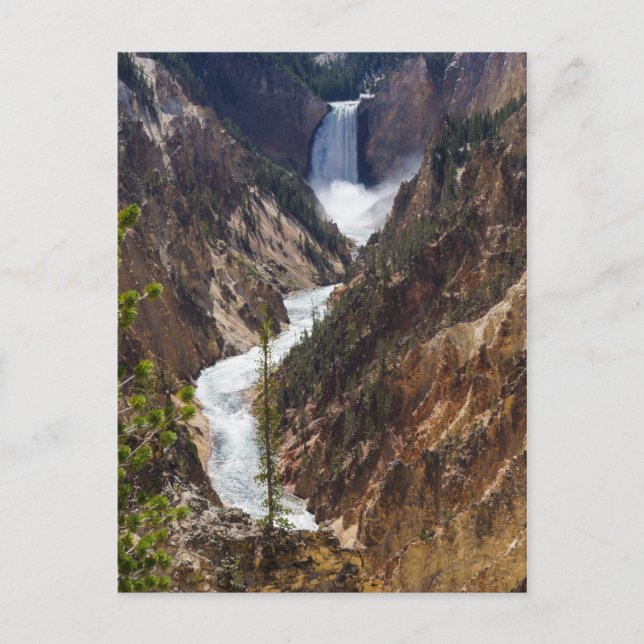 Lower Falls Yellowstone Postkarte (Vorderseite)