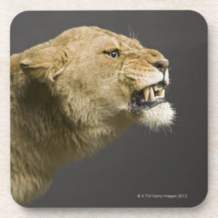 Löwin, die 2 brüllt getränkeuntersetzer