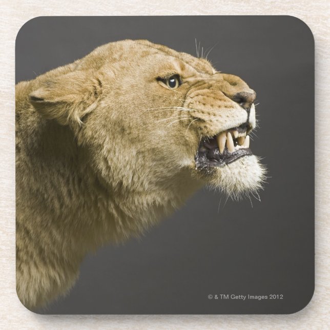 Löwin, die 2 brüllt getränkeuntersetzer (Vorderseite)