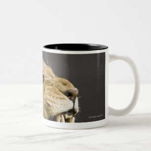 Löwin, die 2 brüllt zweifarbige tasse