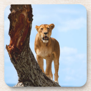 Löwin Getränkeuntersetzer