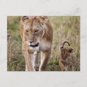 Löwin mit Jungtier Postkarte