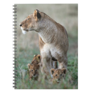 Löwin (Panthera Löwe) u. Masai Mara CUBs   Notizblock