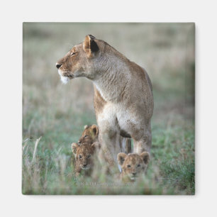Löwin (Panthera Löwe) und Junge, Masais Mara Magnet
