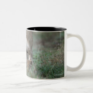 Löwin (Panthera Löwe) und Junge, Masais Mara Zweifarbige Tasse