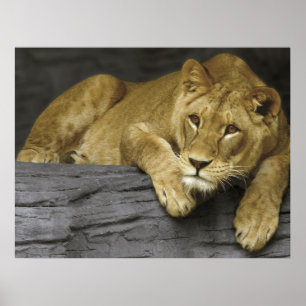Löwin Poster