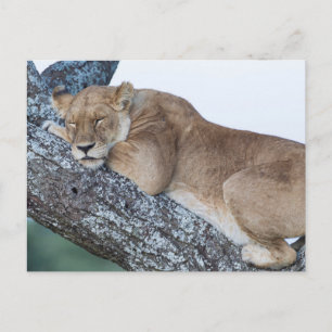 Löwin schlafend im Baum Postkarte