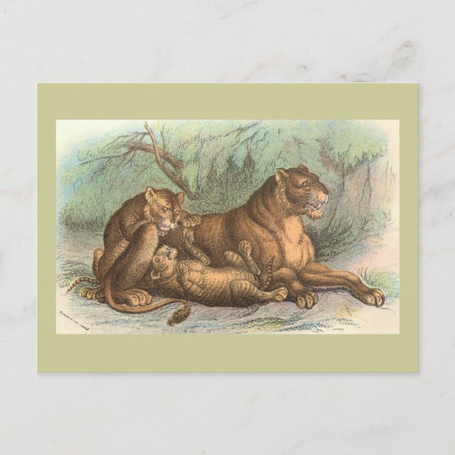 Löwin und CUB, Felis Löwe Postkarte (Vorderseite)
