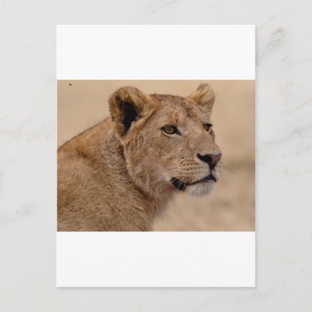 Löwinhauptnahaufnahme Postkarte (Vorderseite)