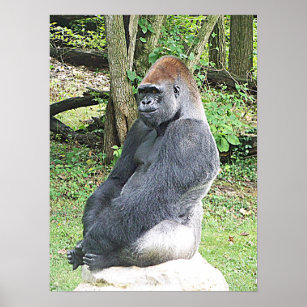 Lowland Gorilla in Sitting Pose Poster