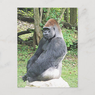 Lowland Gorilla in Sitting Pose Postkarte