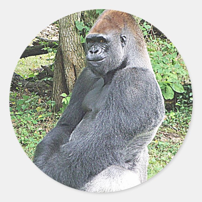 Lowland Gorilla in Sitting Pose Runder Aufkleber (Vorderseite)