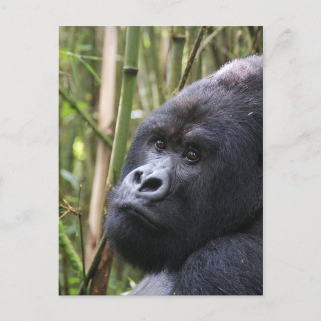 Lowland Gorilla Postcard Postkarte (Vorderseite)