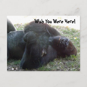 Lowland Gorilla schlummern Postkarte