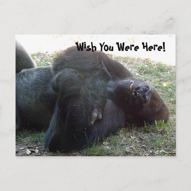 Lowland Gorilla schlummern Postkarte (Vorderseite)