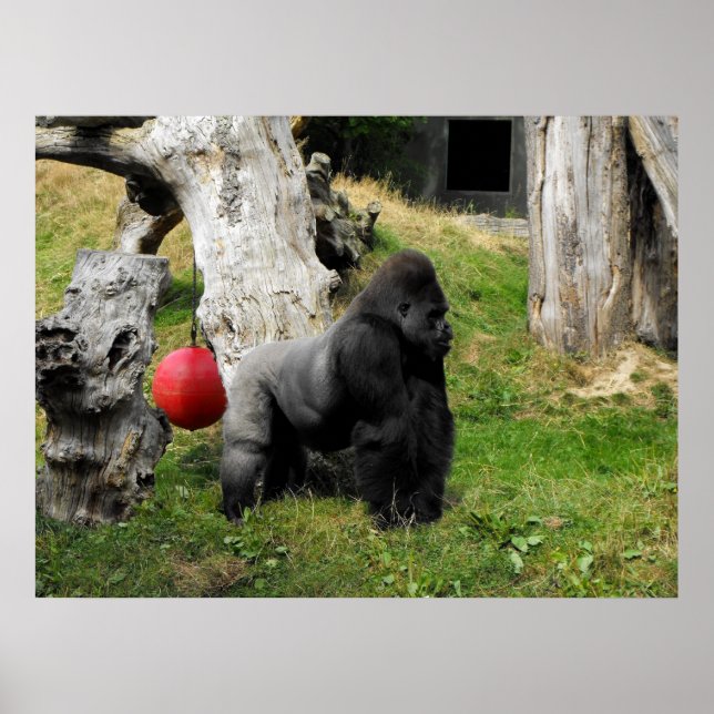 Lowland Gorilla Silverback Männchen im Zoo von Dur Poster (Vorne)