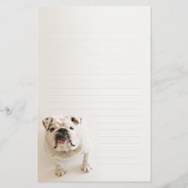 Loyale weiße Bulldogge gezeichnetes Schreibpapier Briefpapier (Vorderseite)