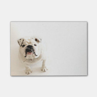 Loyale weiße Bulldoggen-Fotografie Post-it Klebezettel