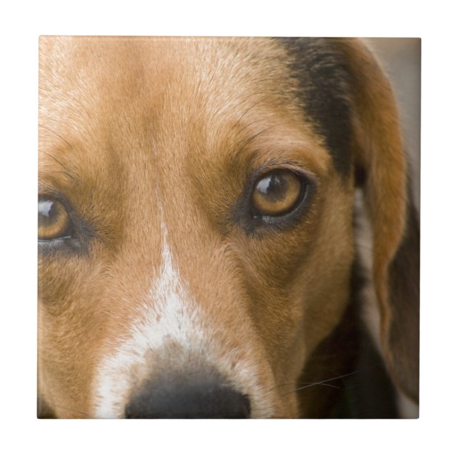 Loyaler Beagle-Jagdhund-Jagd-Hund Fliese (Vorderseite)