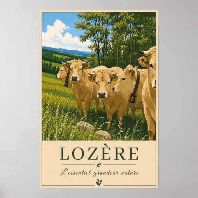Lozère-Kühe Poster (Vorne)