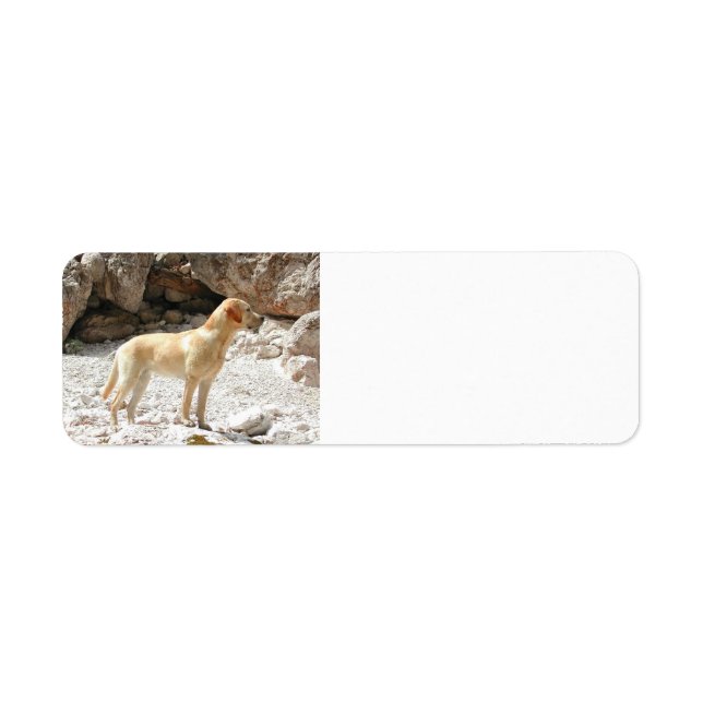 LR gelbe Labrador voll (Vorne)