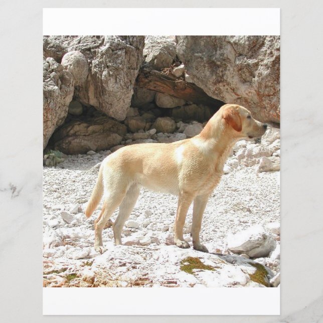 LR gelbe Labrador voll (Vorderseite)