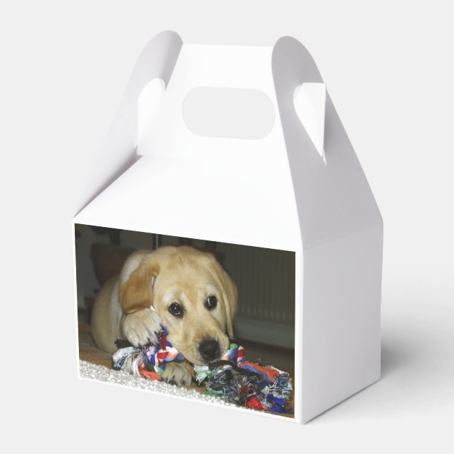LR gelbe Labrador Welpe mit Spielzeug Geschenkschachtel (Vorderseite)