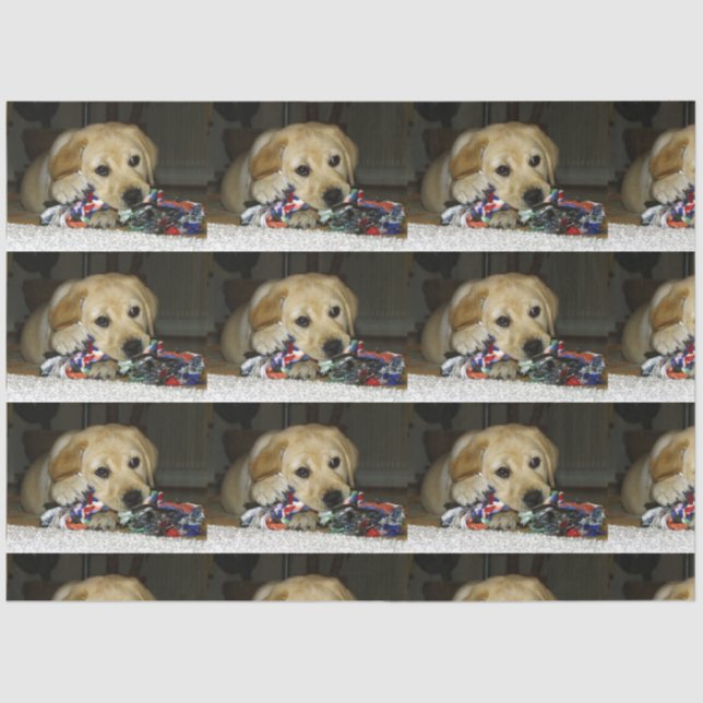 LR gelbe Labrador Welpe mit Spielzeug Seidenpapier (Vorderseite)