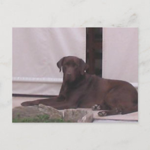 LR Schokoladenlegen Labrador Postkarte